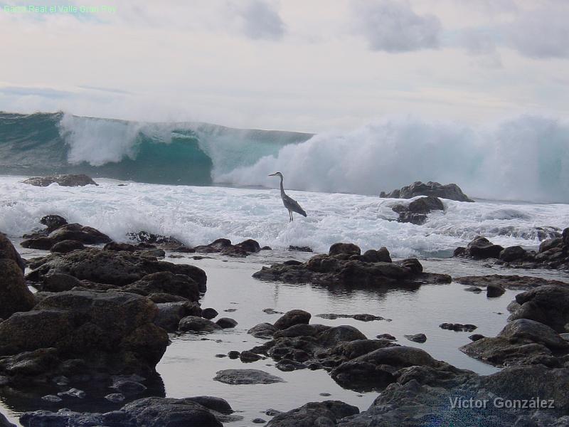 Garza Real en Valle Gran Rey.bmp - Garza Real el Valle Gran Rey